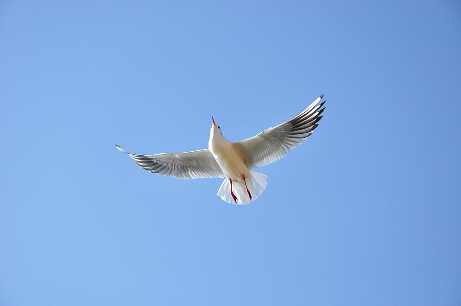 Seagull in the sky #8 Photograph by Carl Ning