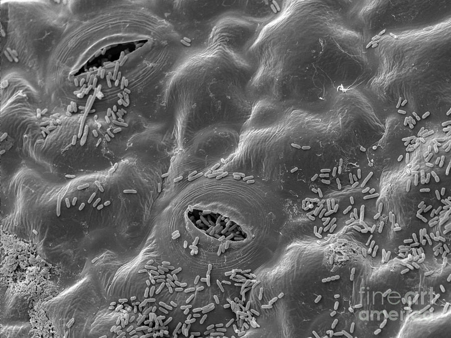 Sem Of E. Coli Bacteria On Lettuce #8 Photograph by Scimat