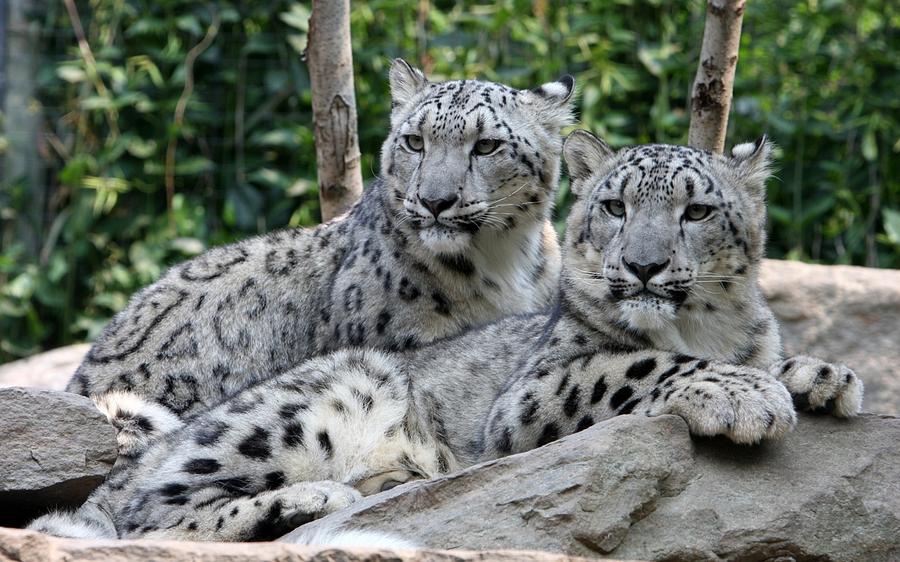 Wildlife Digital Art - Snow Leopard #8 by Super Lovely