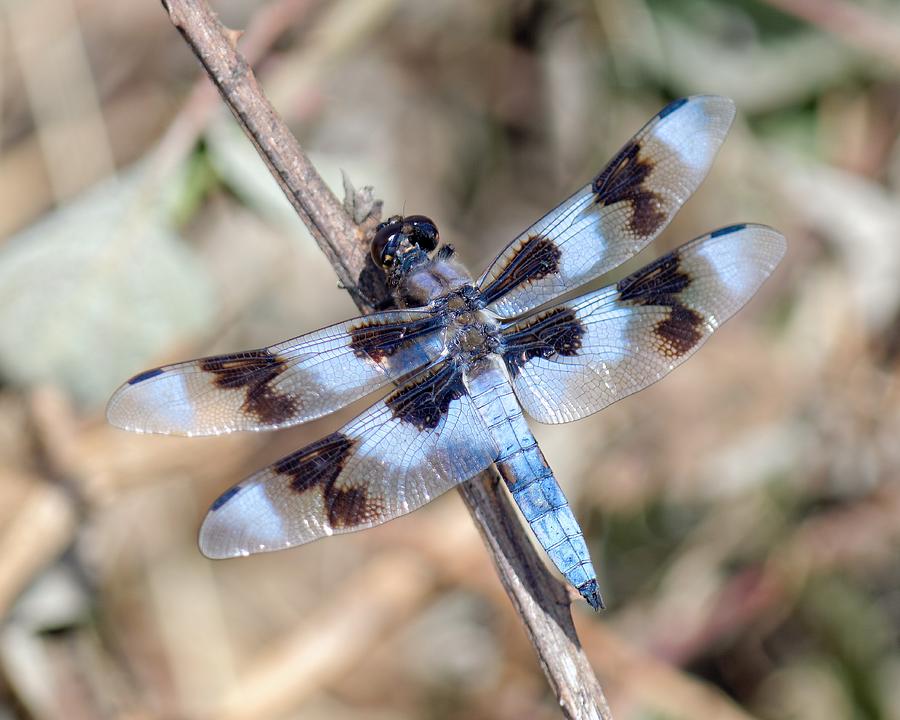 8-Spotted Skimmer Photograph by KJ Swan