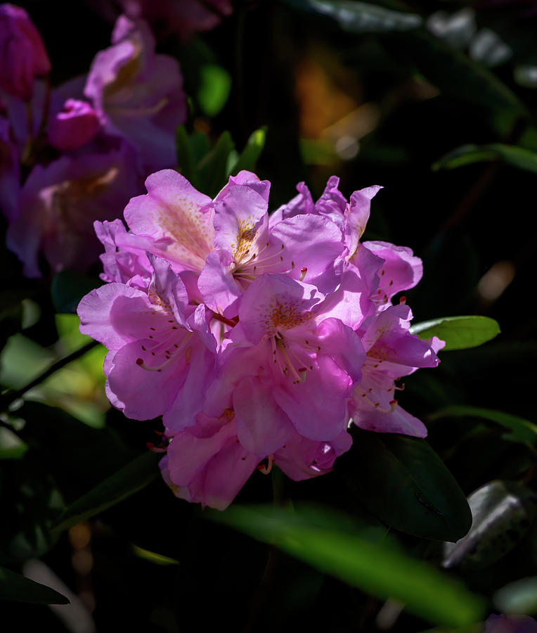 Spring Flower #8 Photograph by Robert Ullmann