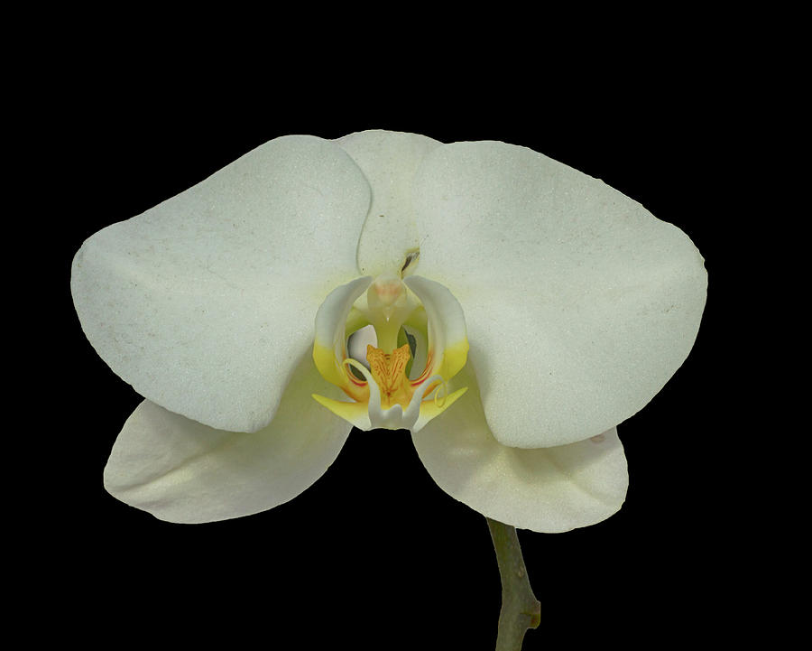 Stunning Orchids #8 Photograph by David French