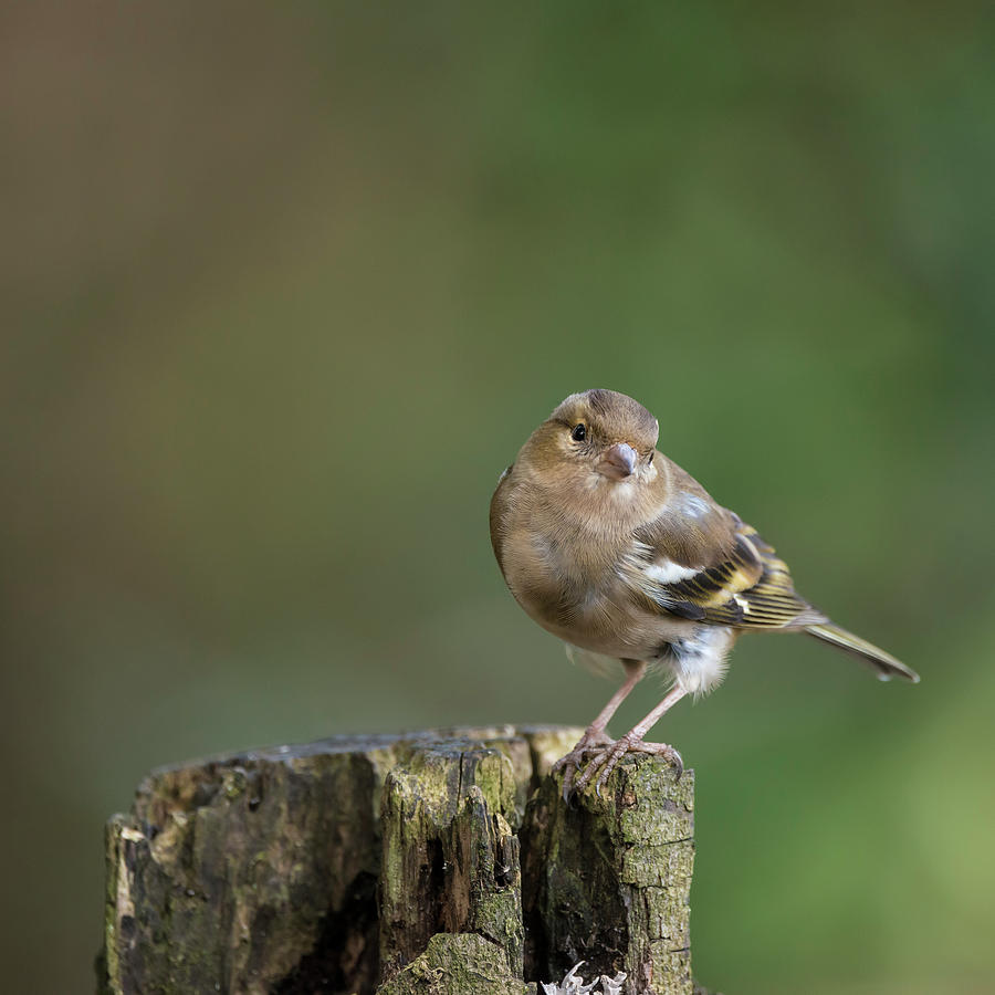 Stunning portrait of female Chaffinch Fringilla Coelebs in tree ...