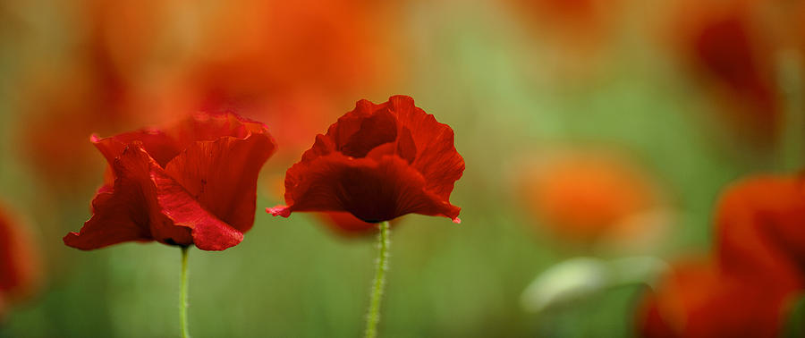 Poppy Photograph - Summer Poppy Meadow #8 by Nailia Schwarz