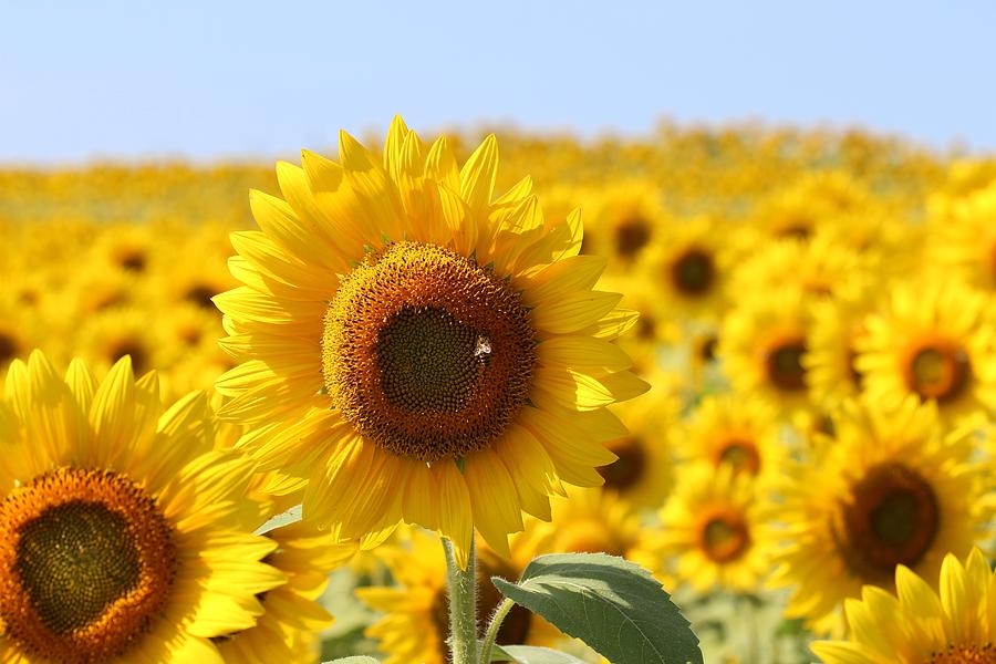 Sunflower #8 Photograph by Donn Ingemie