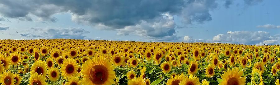 Sunflower Hill Photograph by Scott Hufford - Fine Art America