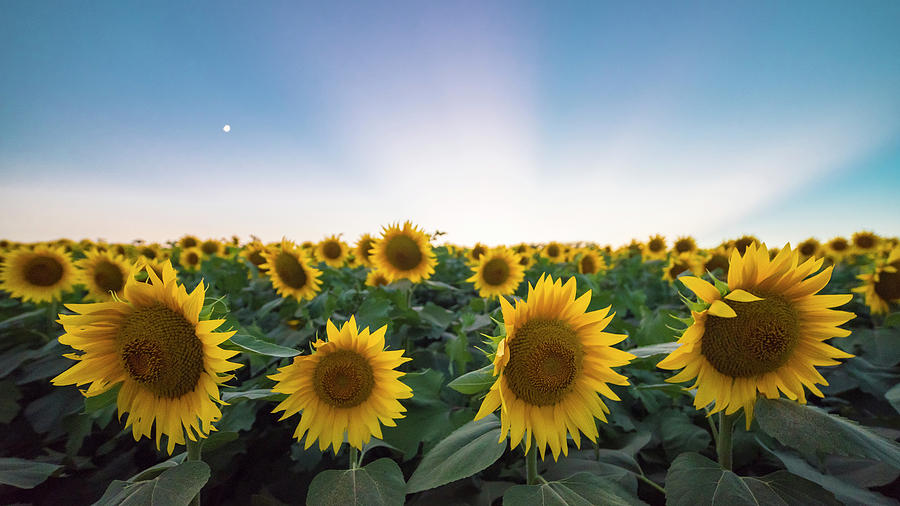 Sunflower Sunset #8 Photograph by Ryan Heffron