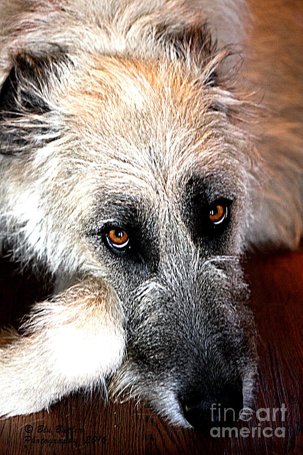 Dog Photograph - Tala #8 by Ann Butler