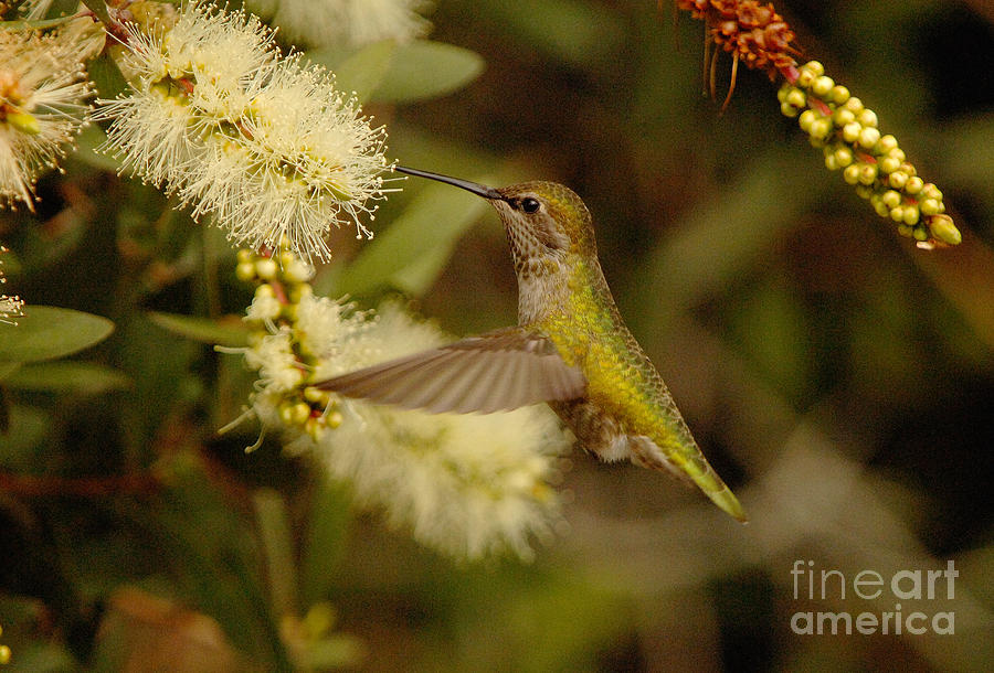 The Hummingbird #8 Photograph by Marc Bittan