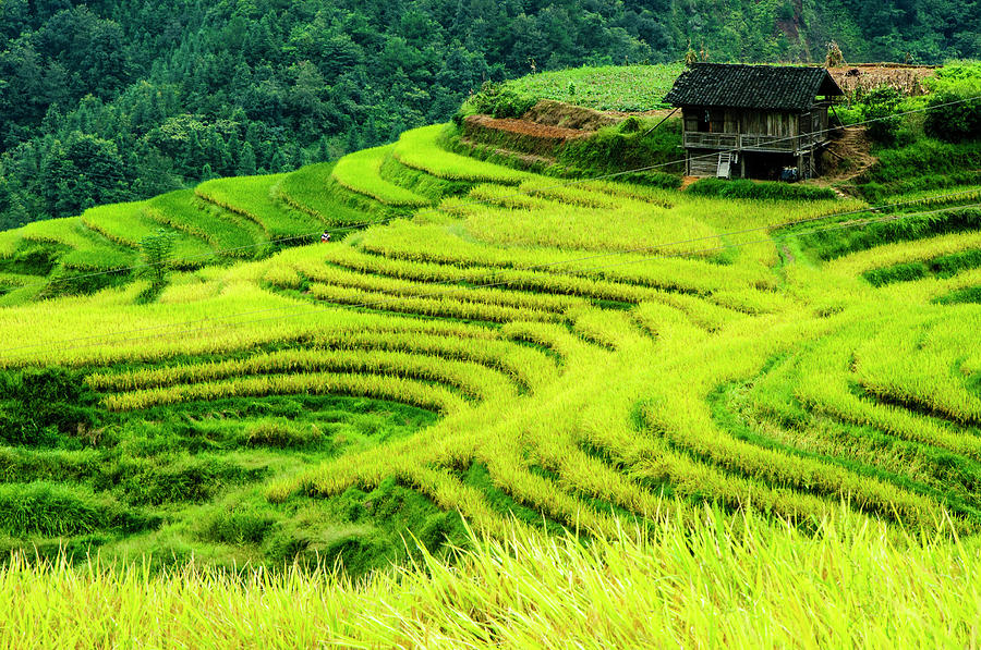 The terraced fields scenery in autumn #8 Photograph by Carl Ning