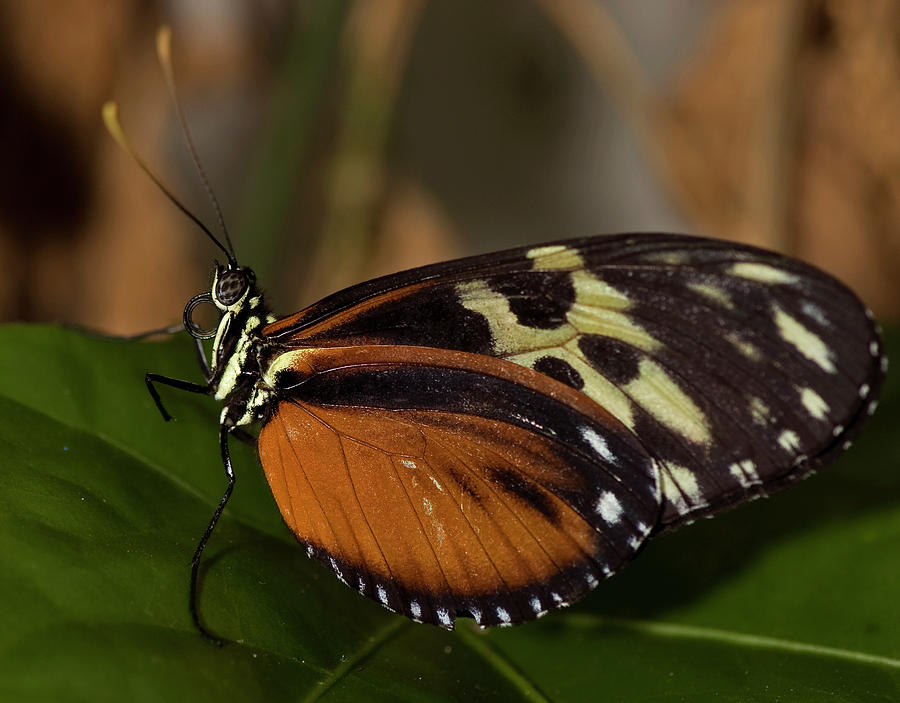 Tiger Longwing Butterfly #8 Photograph by JT Lewis