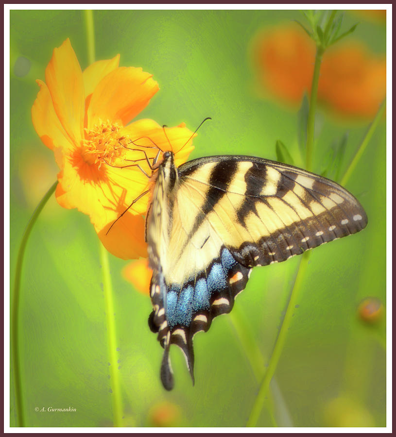 Tiger Swallowtail Butterfly on Cosmos Flower #8 Photograph by A Macarthur Gurmankin