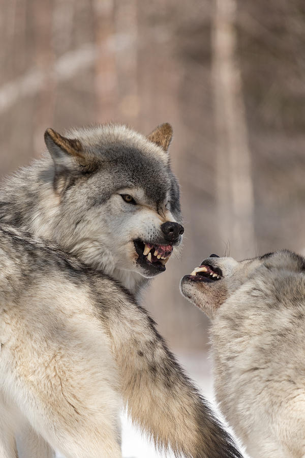 Timber wolves #8 Photograph by Josef Pittner