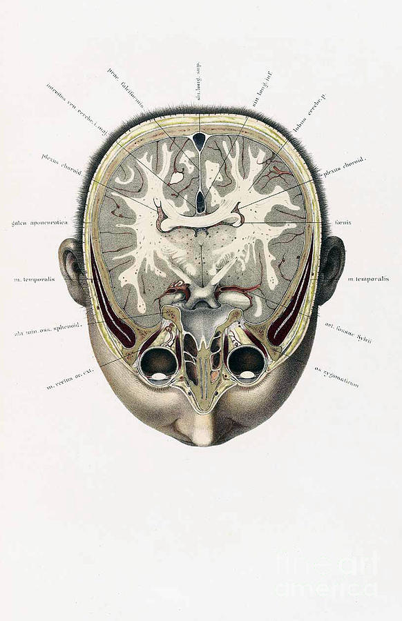 Topographisch-anatomischer, Braune, 1872 #8 Photograph by Science Source