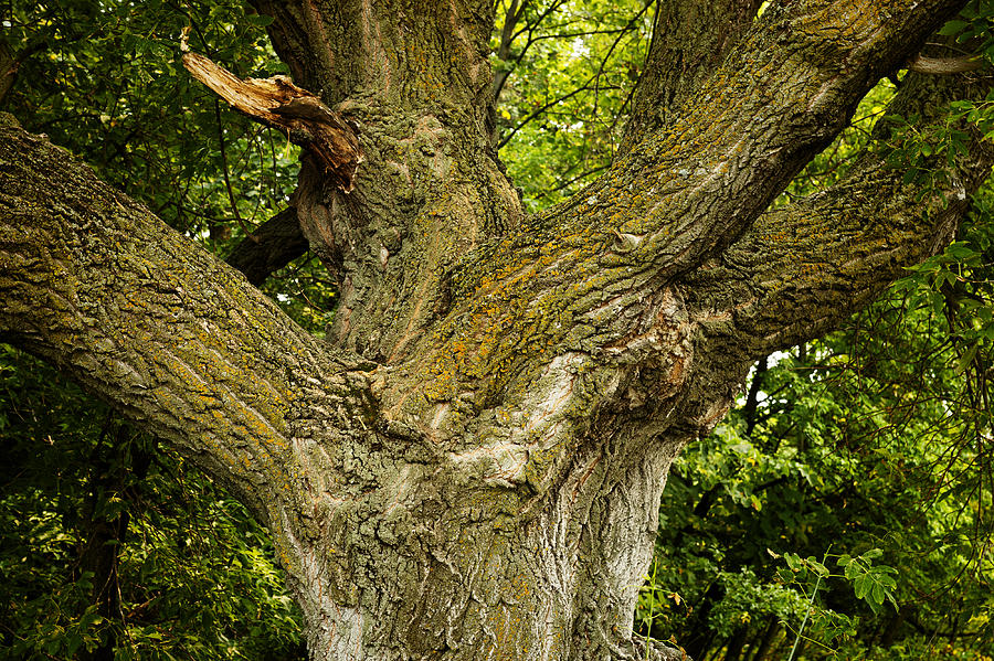 Oak Tree Trunk Photograph by Donald Erickson - Fine Art America