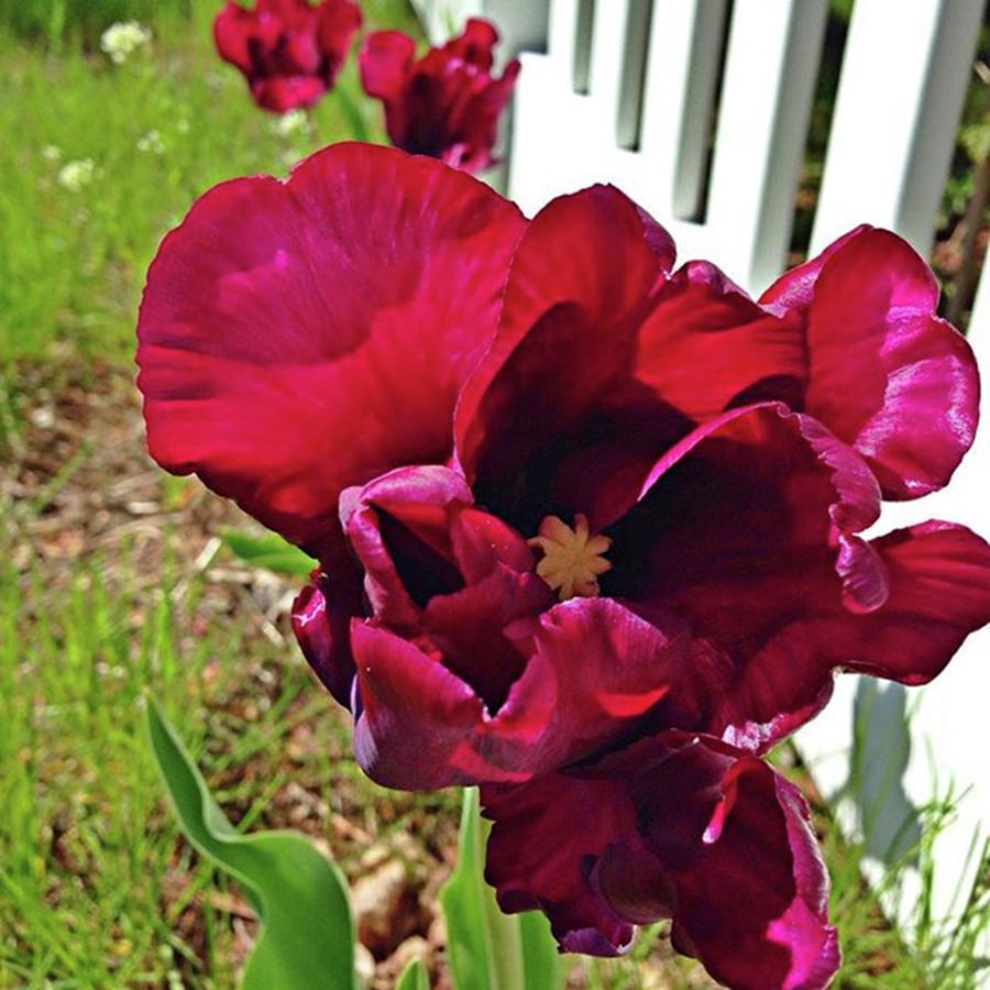 Tulips #8 Photograph by Amanda Richter