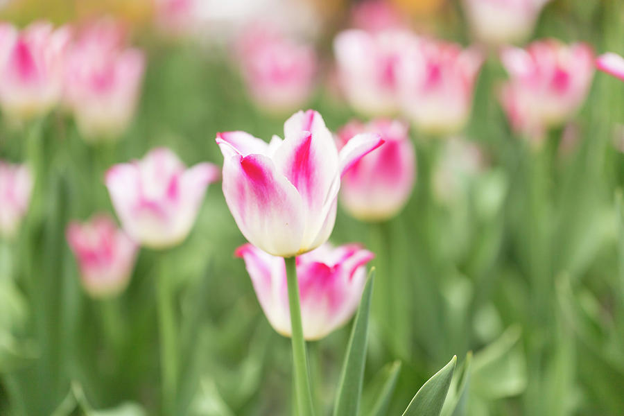 Tulips #8 Photograph by Josef Pittner