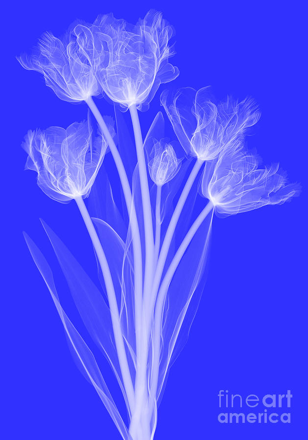 Tulips, X-ray #4 Photograph by Ted Kinsman