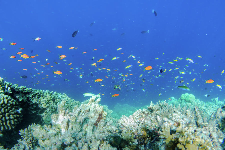 Underwater coral reef and fish in Indian Ocean, Maldives. Photograph by ...