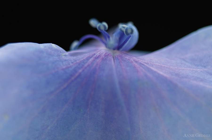 Nature Photograph - Hydrangea Petal by Anne Geddes