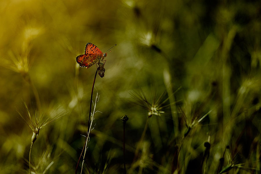 Butterfly Photograph - Untitled #8 by Antonio Grambone
