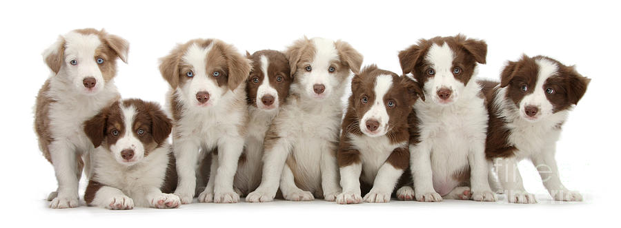 8 Up Pups Photograph by Warren Photographic