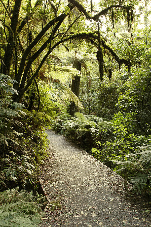 Jungle Photograph - Walking trail #8 by Les Cunliffe