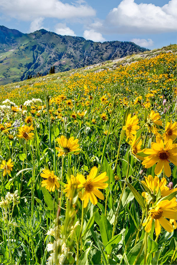 Wasatch Mountains Utah #8 Photograph by Douglas Pulsipher