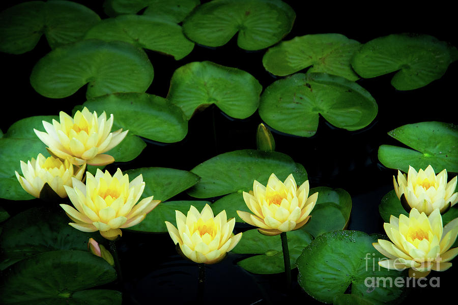 Water Lilies and Lily pads #8 Photograph by Amy Cicconi
