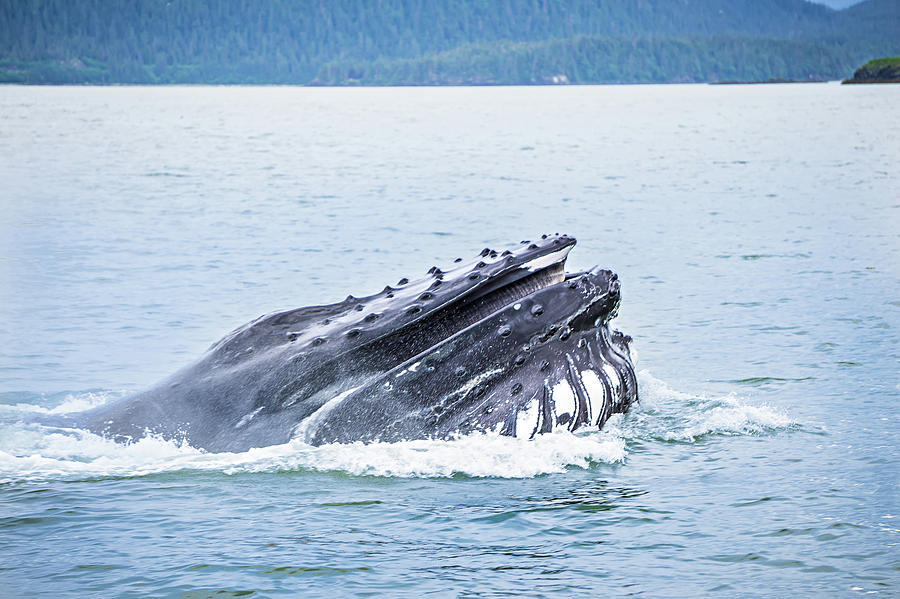 Whale Watching On Favorite Channel Alaska #8 Photograph by Alex Grichenko
