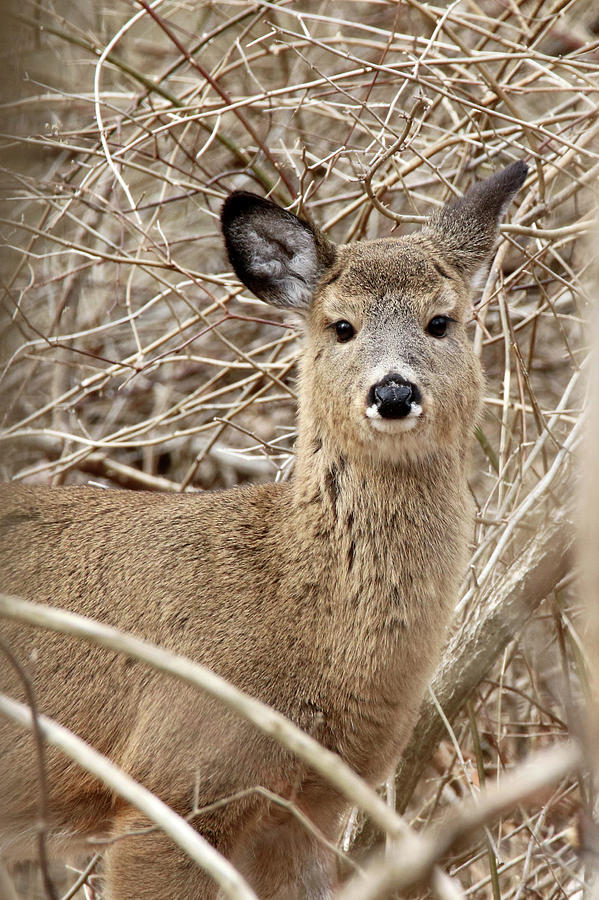 White Tailed Deer Smithtown New York #8 Photograph by Bob Savage