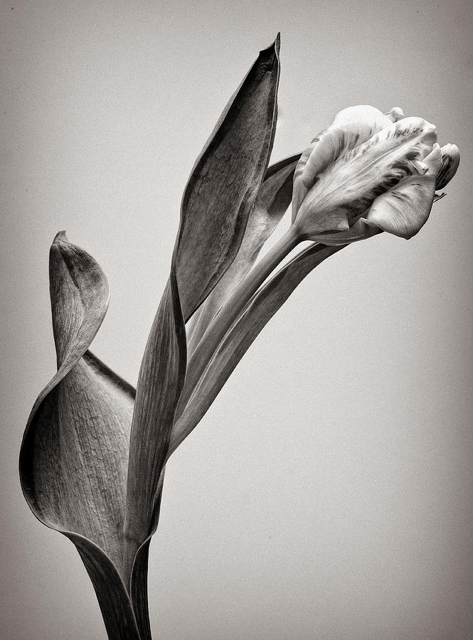 White Tulip #8 Photograph by Robert Ullmann