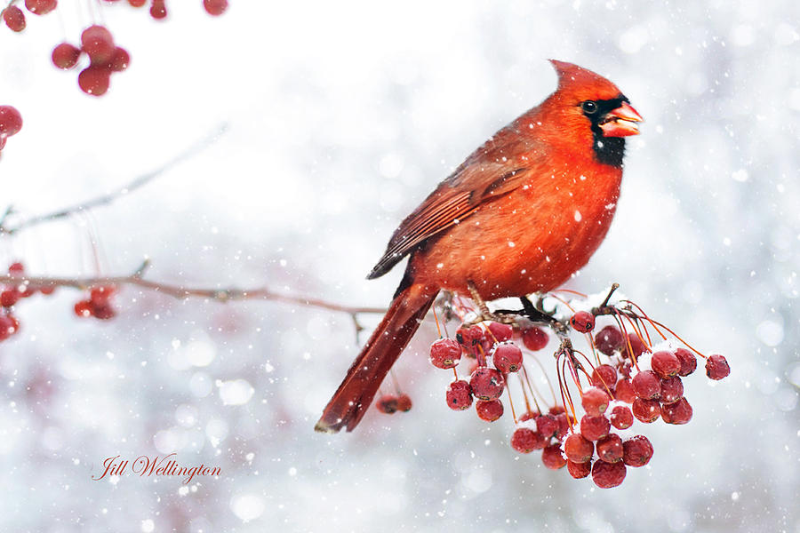 Winter Birds Digital Art