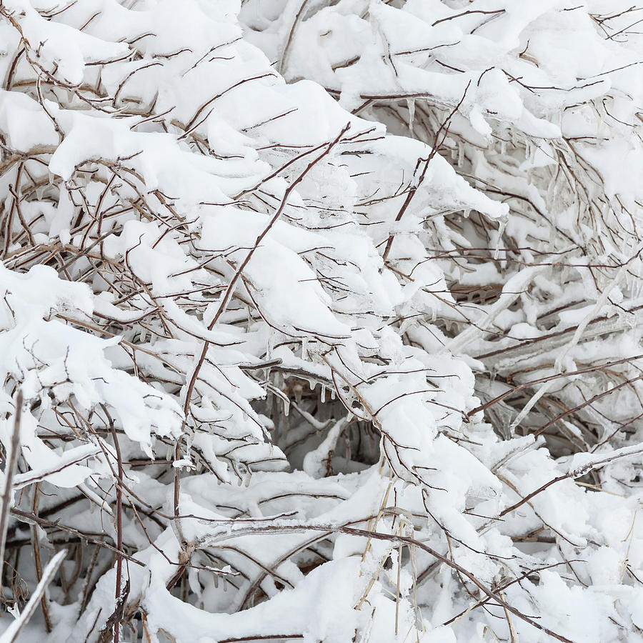 Winter Scene - Abstract #6 Photograph by Shankar Adiseshan