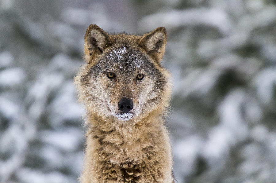 Nature Photograph - Wolf #8 by Borje Olsson