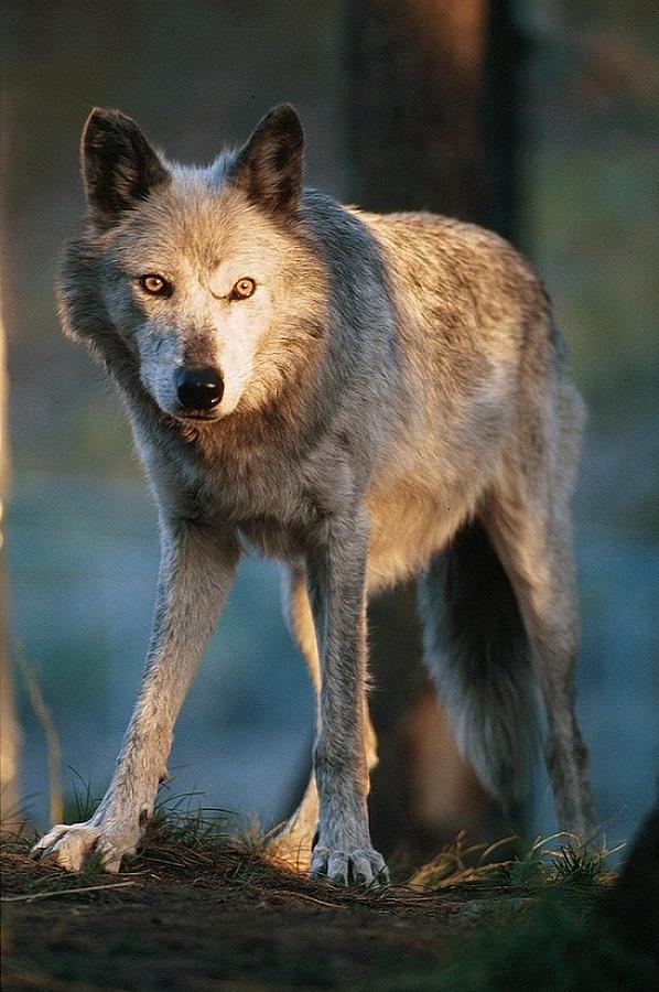 Wildlife Photograph - Wolf #8 by Jackie Russo
