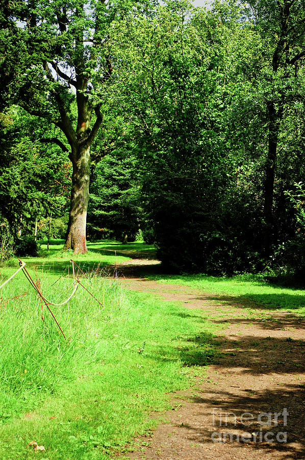 Woodland path #8 Photograph by Tom Gowanlock