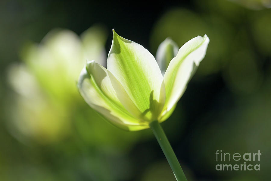 Yellow tulips #8 Photograph by Kati Finell