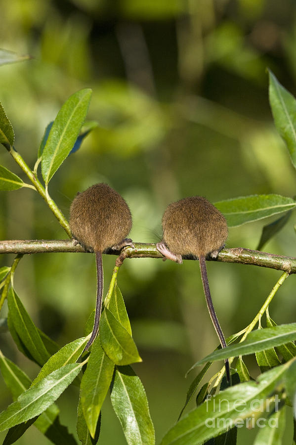 Mouse Photograph - Young Eurasian Harvest Mice #1 by Jean-Louis Klein and Marie-Luce Hubert