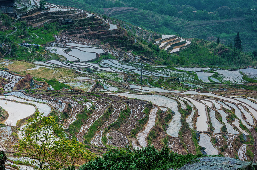 Longji terraced fields scenery #80 Photograph by Carl Ning