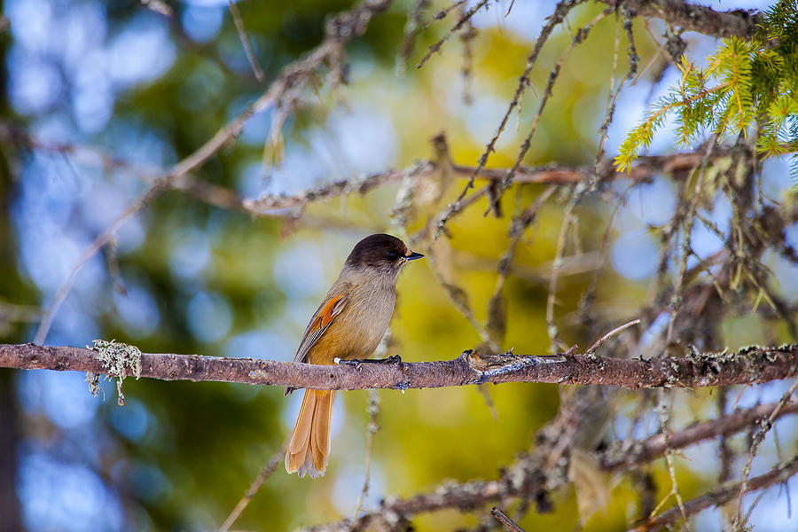 Siberian Jay Photograph By Borje Olsson Fine Art America