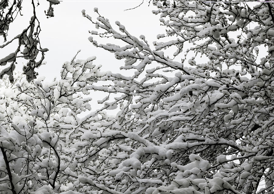 Snow and Branches #80 Photograph by Robert Ullmann