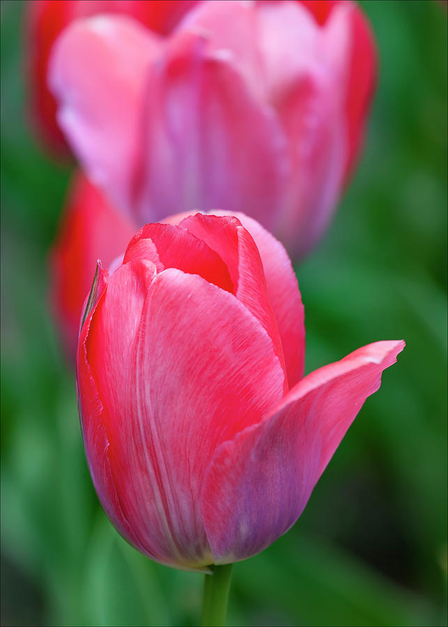 Tulips #80 Photograph by Robert Ullmann
