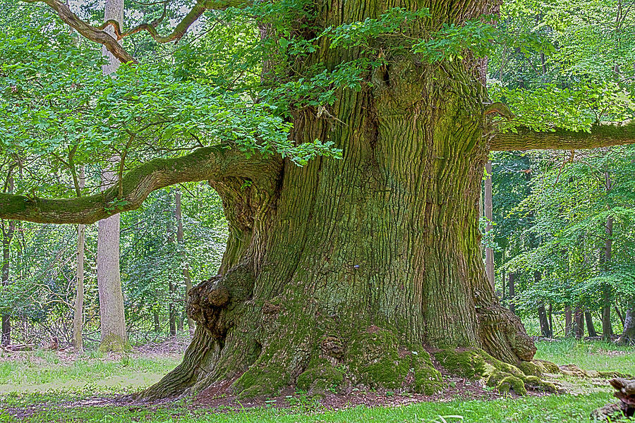 Nature Photograph - 800 Years Old Oak Tree  by Heiko Koehrer-Wagner