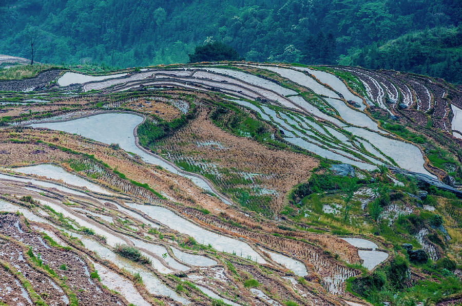 Longji terraced fields scenery #81 Photograph by Carl Ning