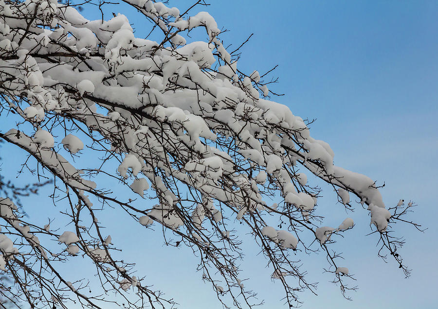 Snow and Branches #81 Photograph by Robert Ullmann