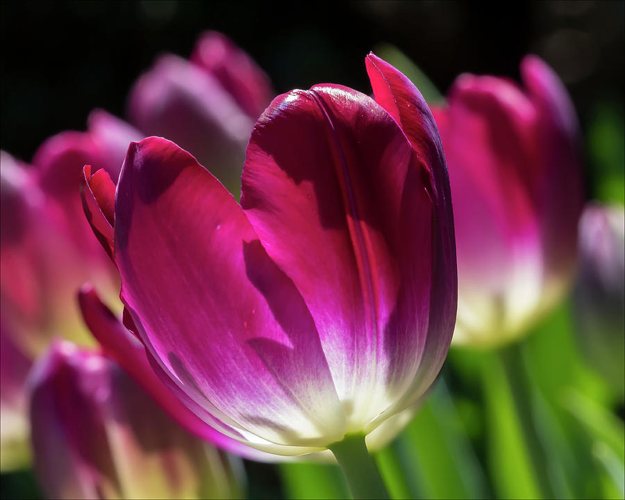 Tulips #81 Photograph by Robert Ullmann