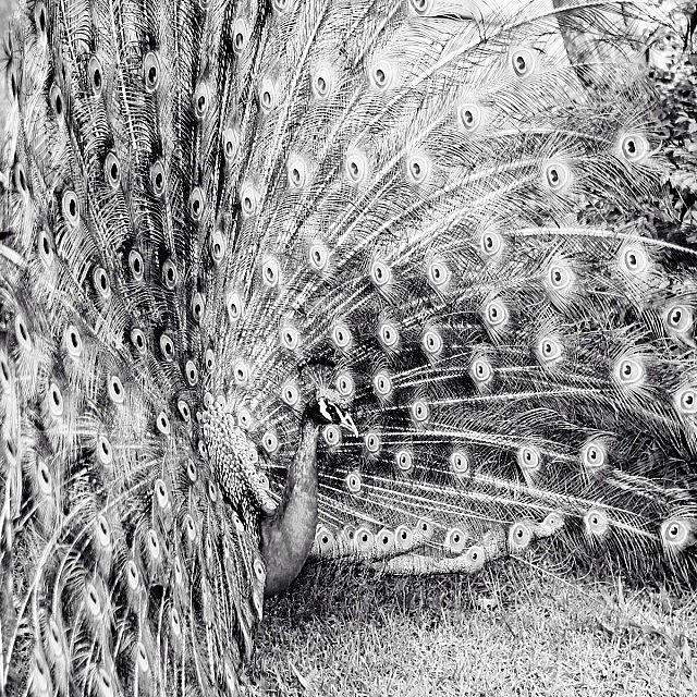 Peacock Photograph - Instagram Photo #81430958051 by Julian Marques