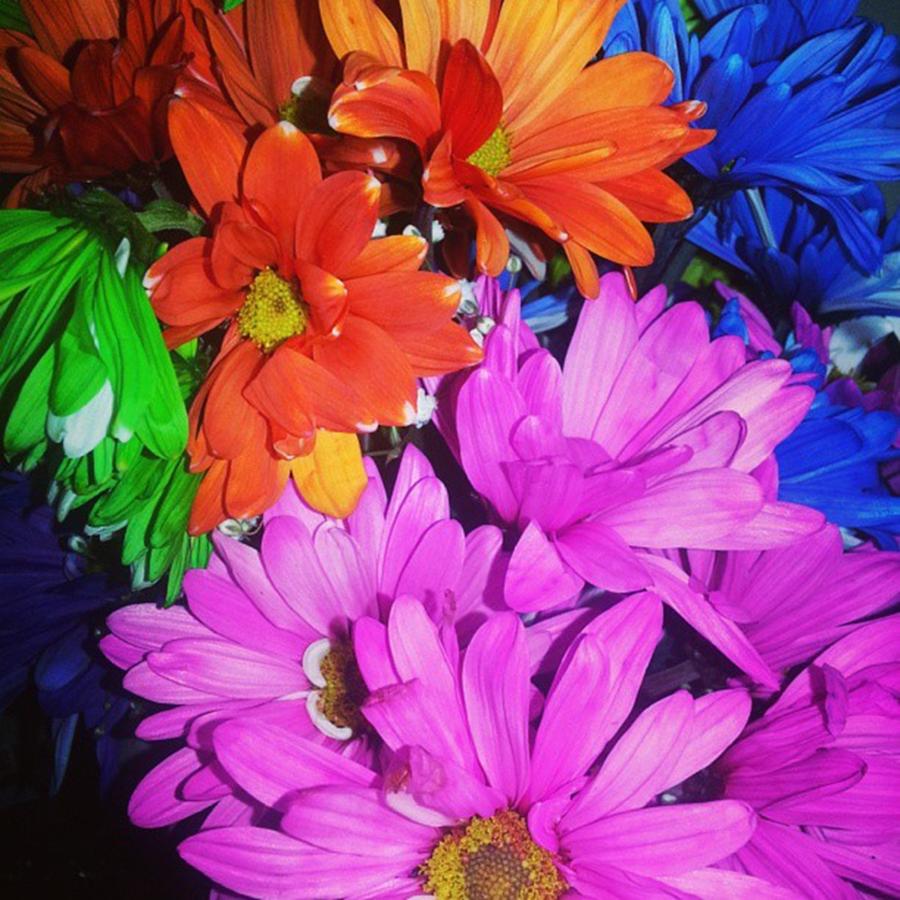Flower Photograph - Color Bouquet  by Lisa Amakye-Ansah