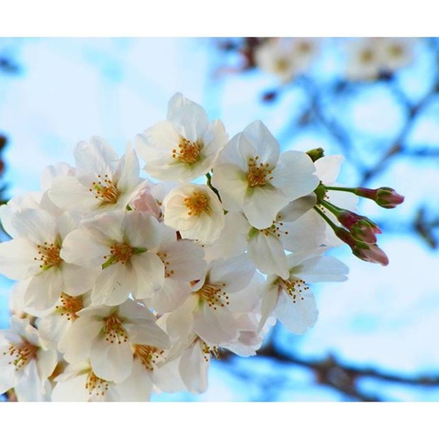 Spring Photograph - Instagram Photo #81459345847 by Toshiyuki Murakami